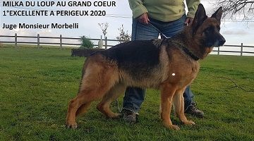 Milka du Loup au Grand Coeur