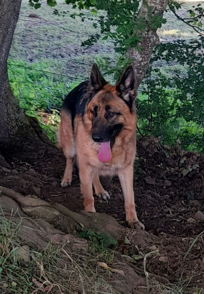 Rolex du Loup au Grand Coeur