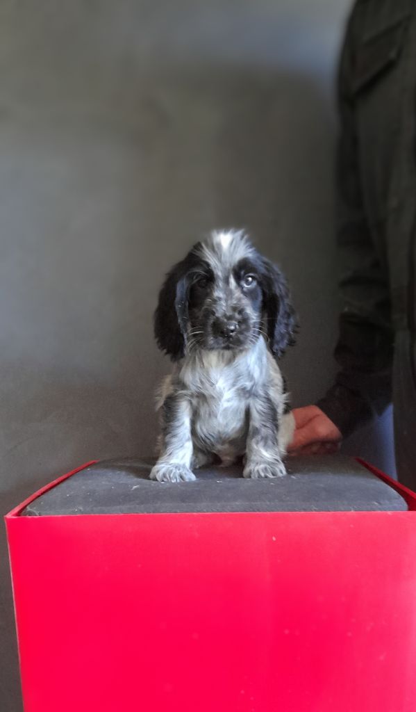 du bois des volcans - Chiot disponible  - Cocker Spaniel Anglais