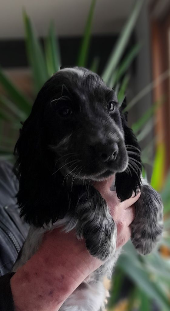 du bois des volcans - Chiot disponible  - Cocker Spaniel Anglais