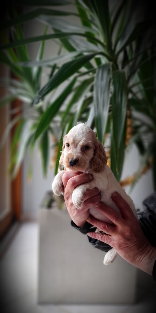 du bois des volcans - Chiot disponible  - Cocker Spaniel Anglais