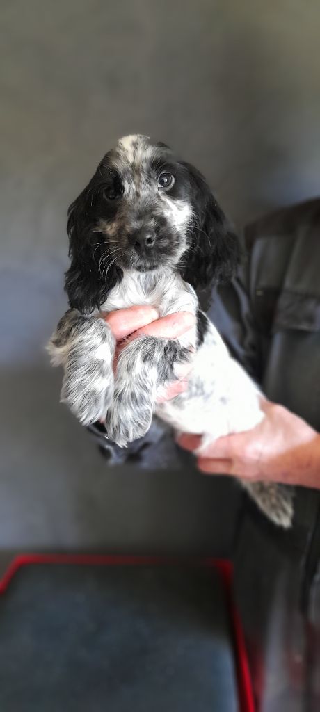 du bois des volcans - Chiot disponible  - Cocker Spaniel Anglais