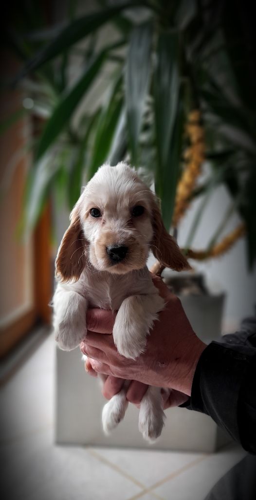 du bois des volcans - Chiot disponible  - Cocker Spaniel Anglais