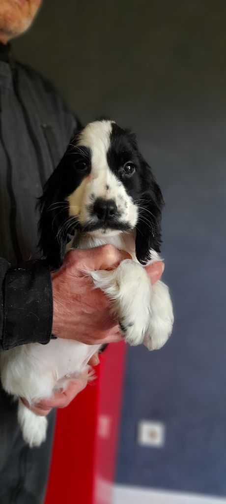 du bois des volcans - Chiot disponible  - Cocker Spaniel Anglais