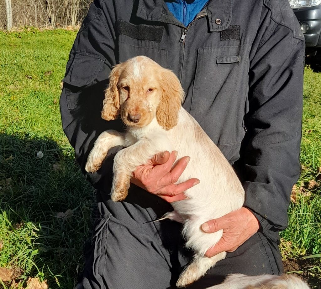 du bois des volcans - Chiot disponible  - Cocker Spaniel Anglais