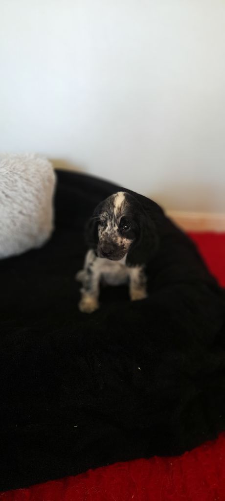 du bois des volcans - Chiot disponible  - Cocker Spaniel Anglais