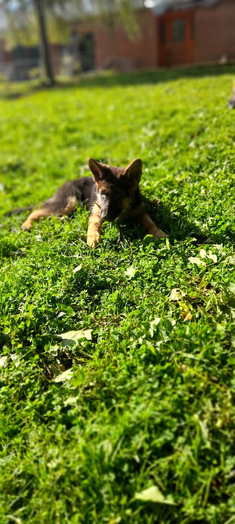 du bois des volcans - Chiot disponible  - Berger Allemand