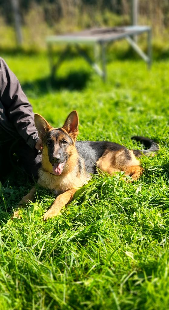 du bois des volcans - Chiot disponible  - Berger Allemand