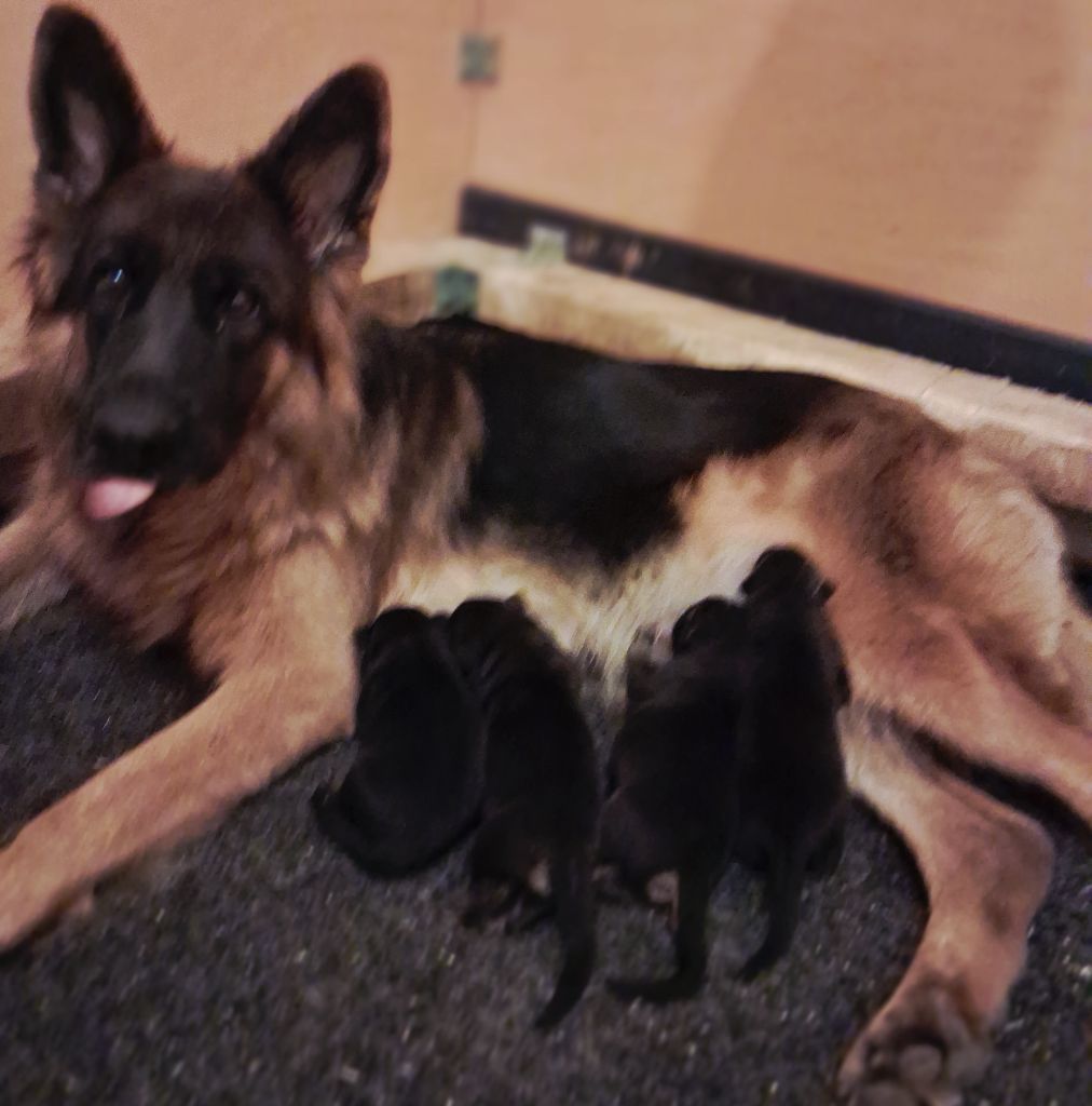 A RESERVER CHIOTS UTANKA
