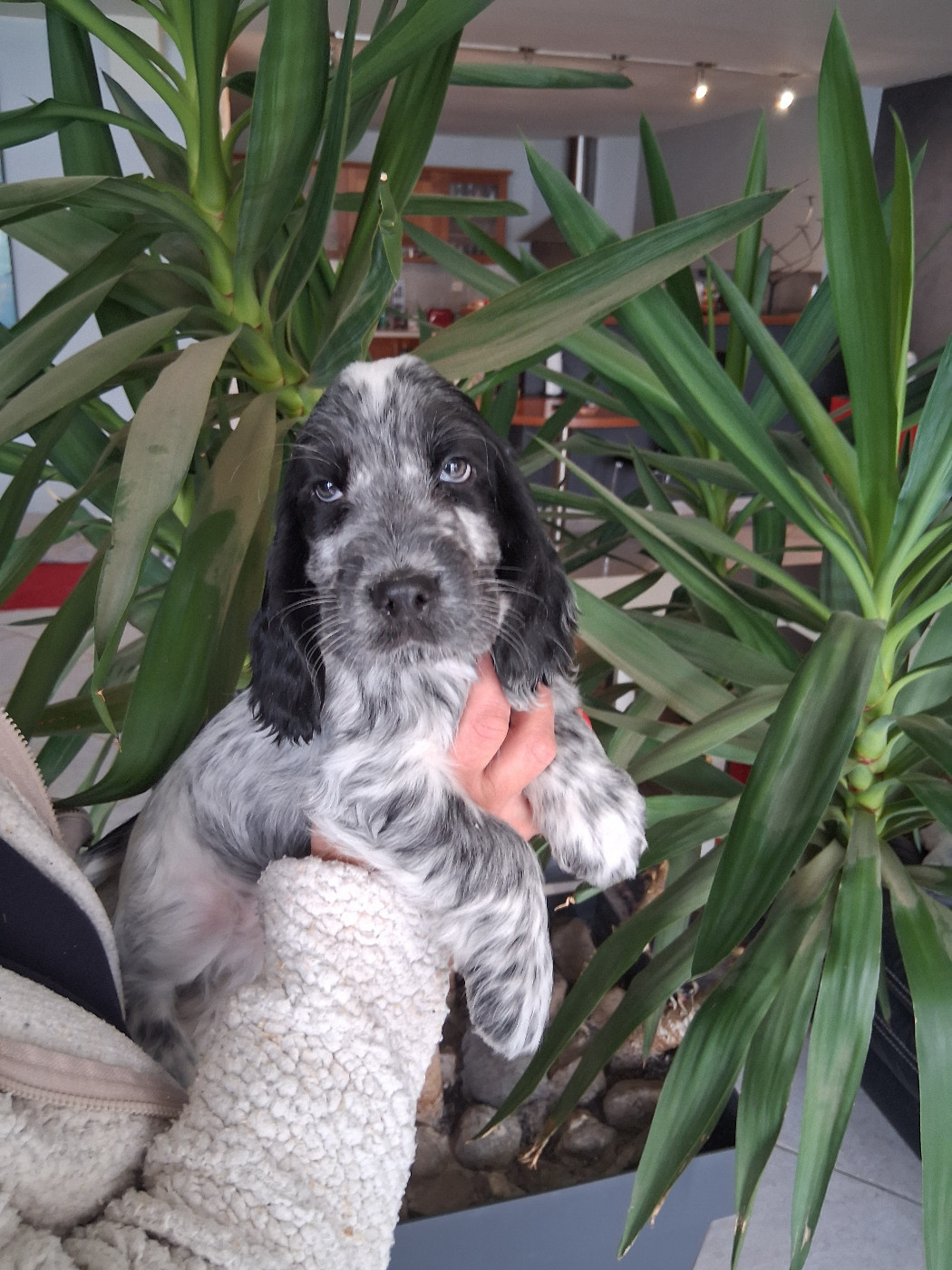 du bois des volcans - Chiots disponibles - Cocker Spaniel Anglais