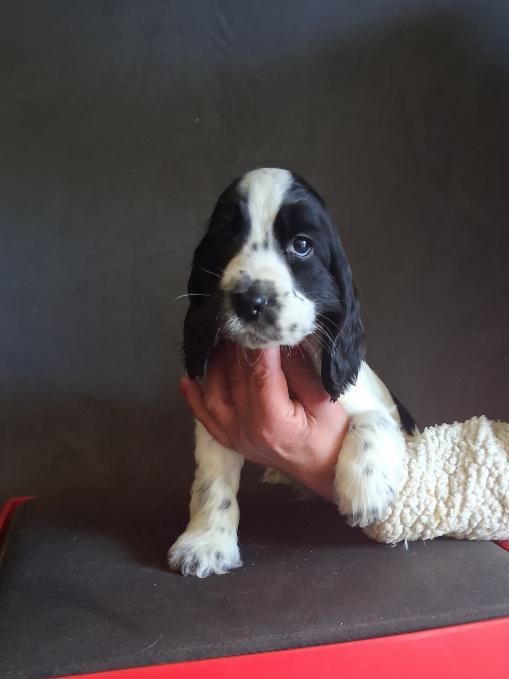 du bois des volcans - Chiots disponibles - Cocker Spaniel Anglais