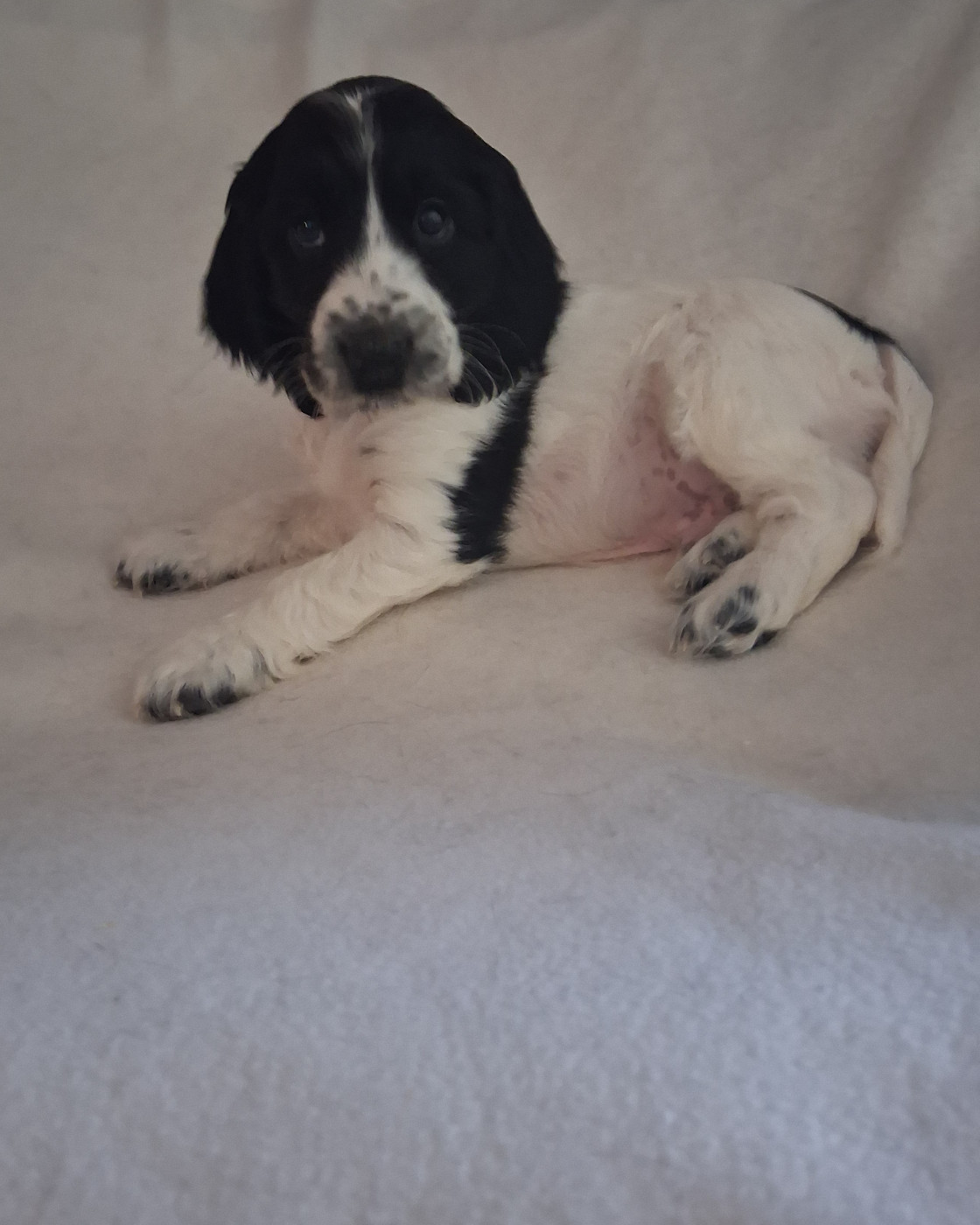 du bois des volcans - Chiots disponibles - Cocker Spaniel Anglais