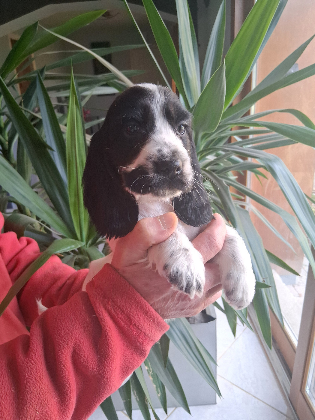 du bois des volcans - Chiots disponibles - Cocker Spaniel Anglais