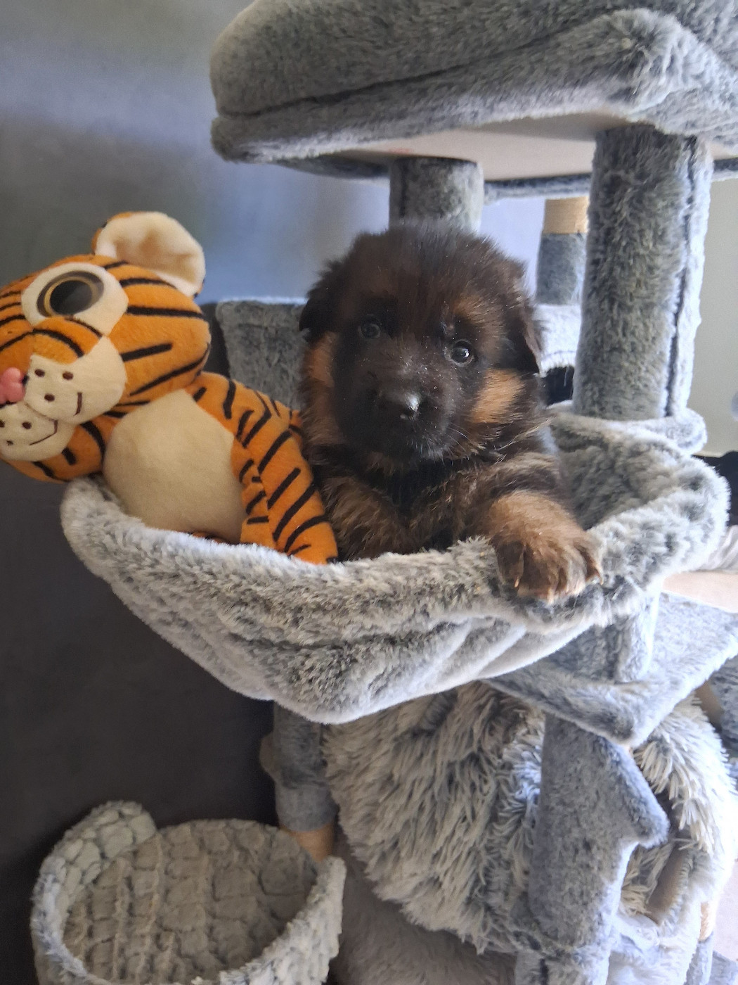 du bois des volcans - Chiots disponibles - Berger Allemand