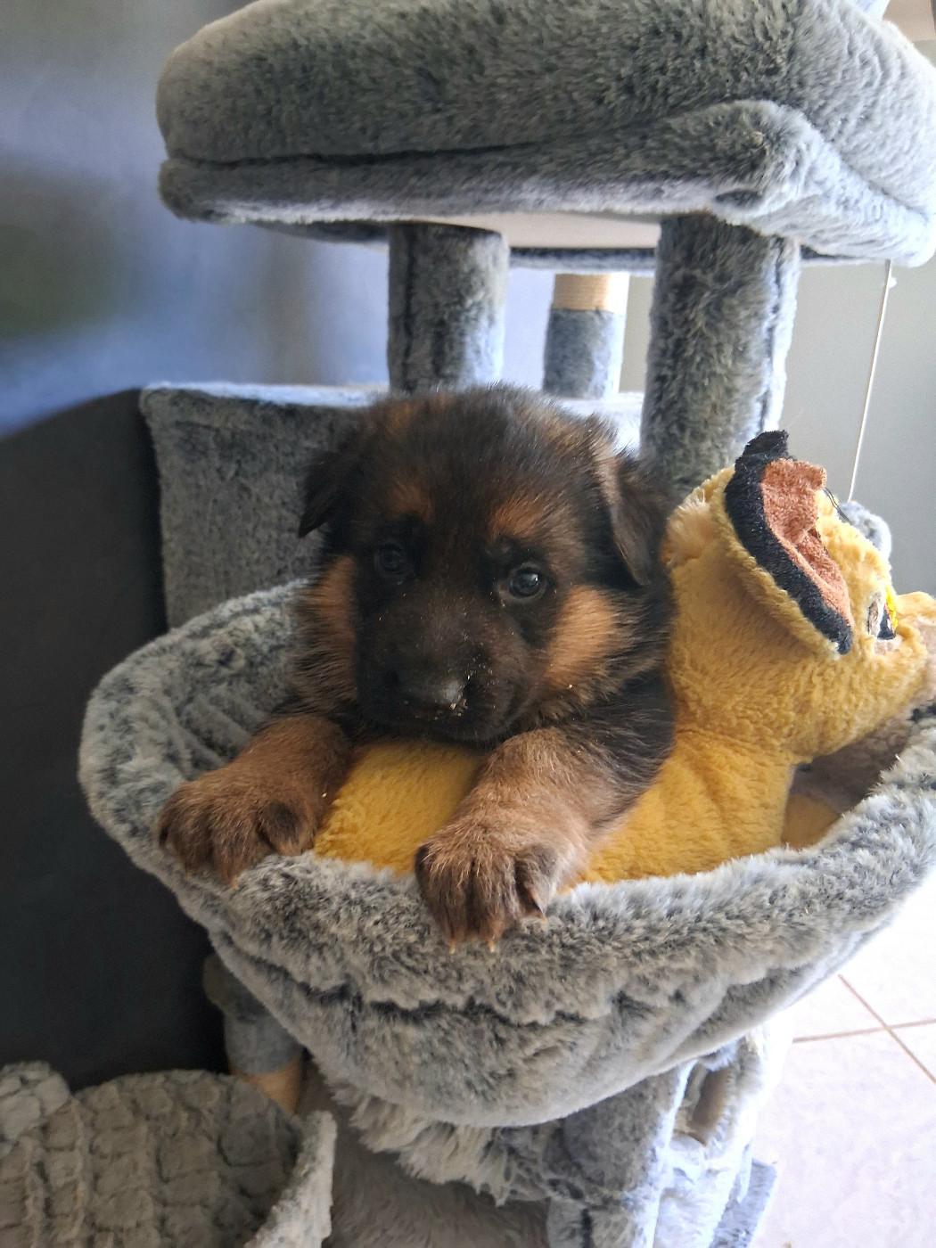 du bois des volcans - Chiots disponibles - Berger Allemand