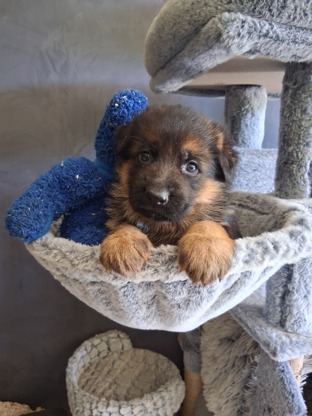 du bois des volcans - Chiots disponibles - Berger Allemand