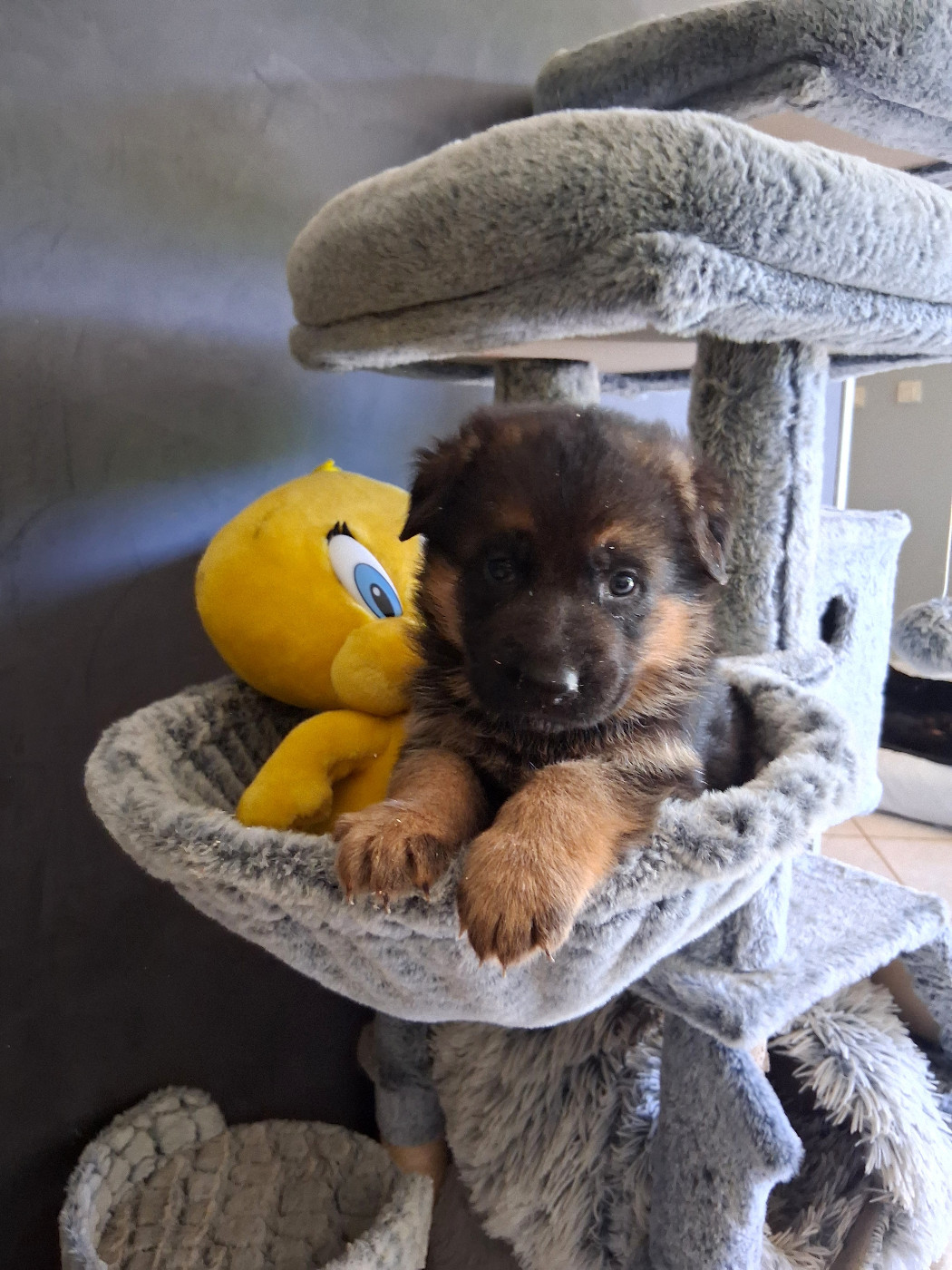 du bois des volcans - Chiots disponibles - Berger Allemand