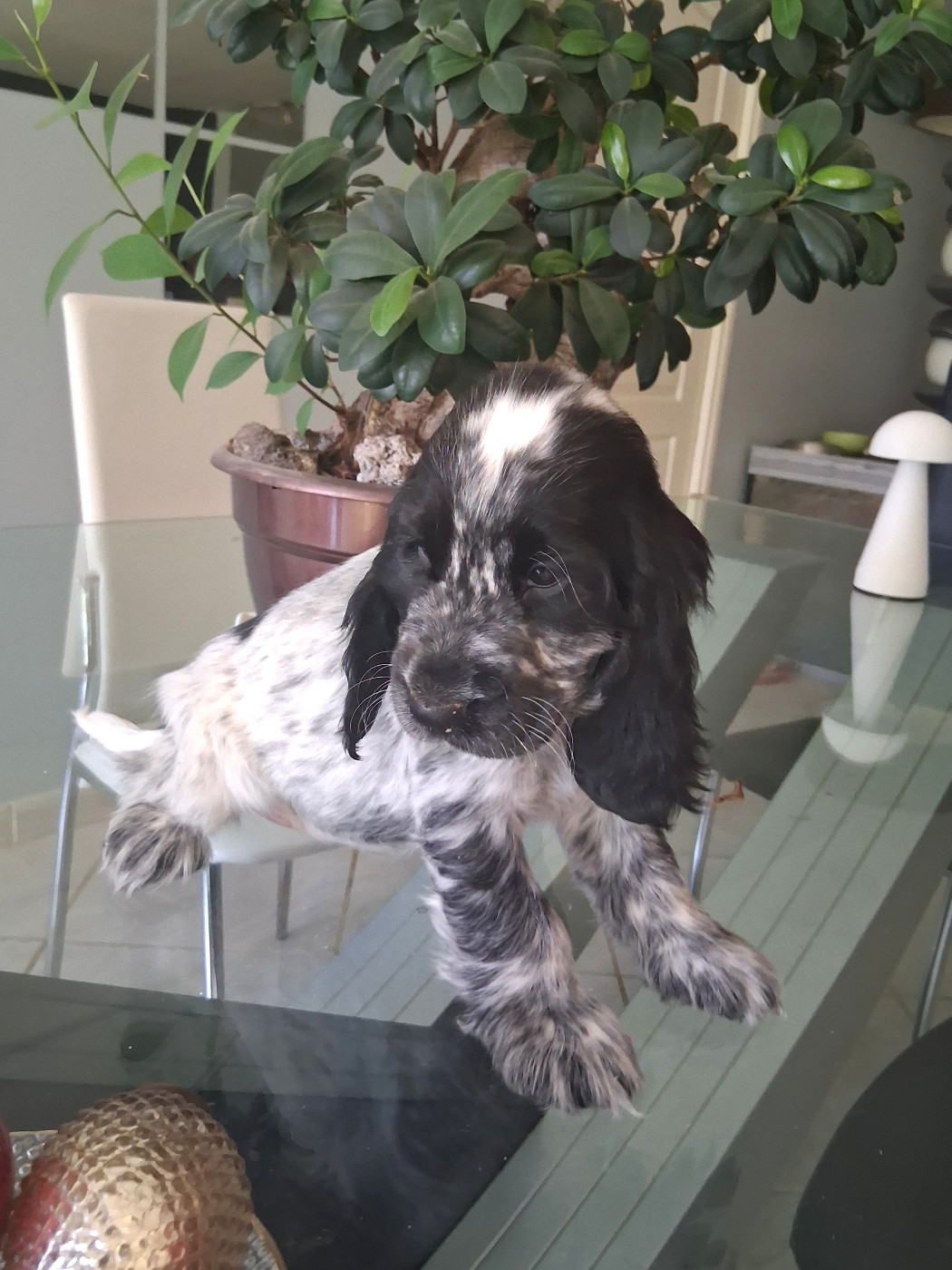 du bois des volcans - Chiots disponibles - Cocker Spaniel Anglais