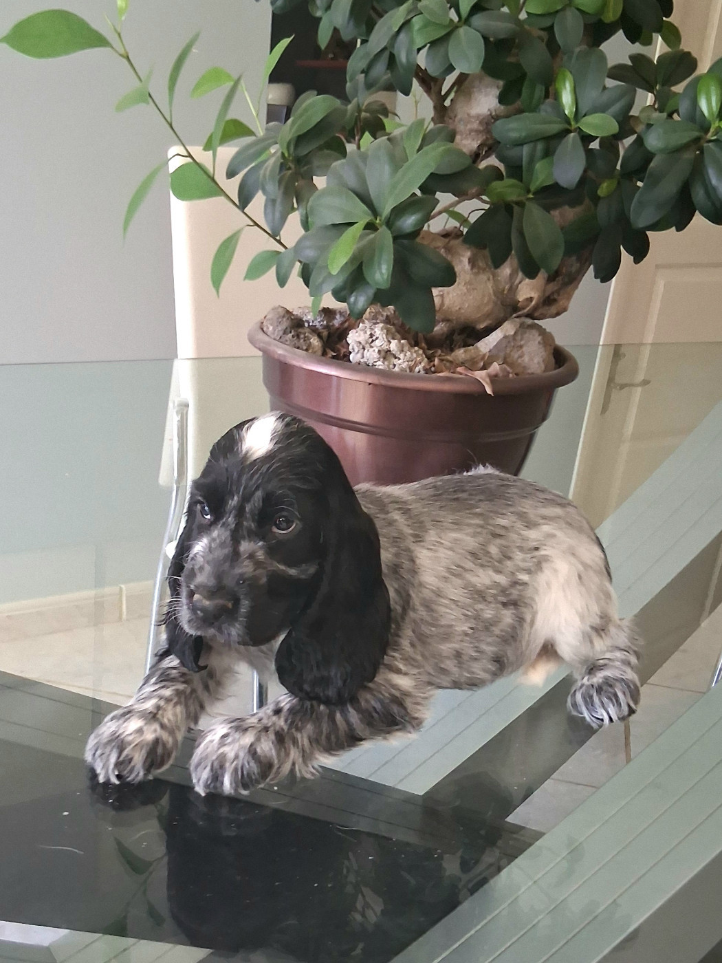 du bois des volcans - Chiots disponibles - Cocker Spaniel Anglais