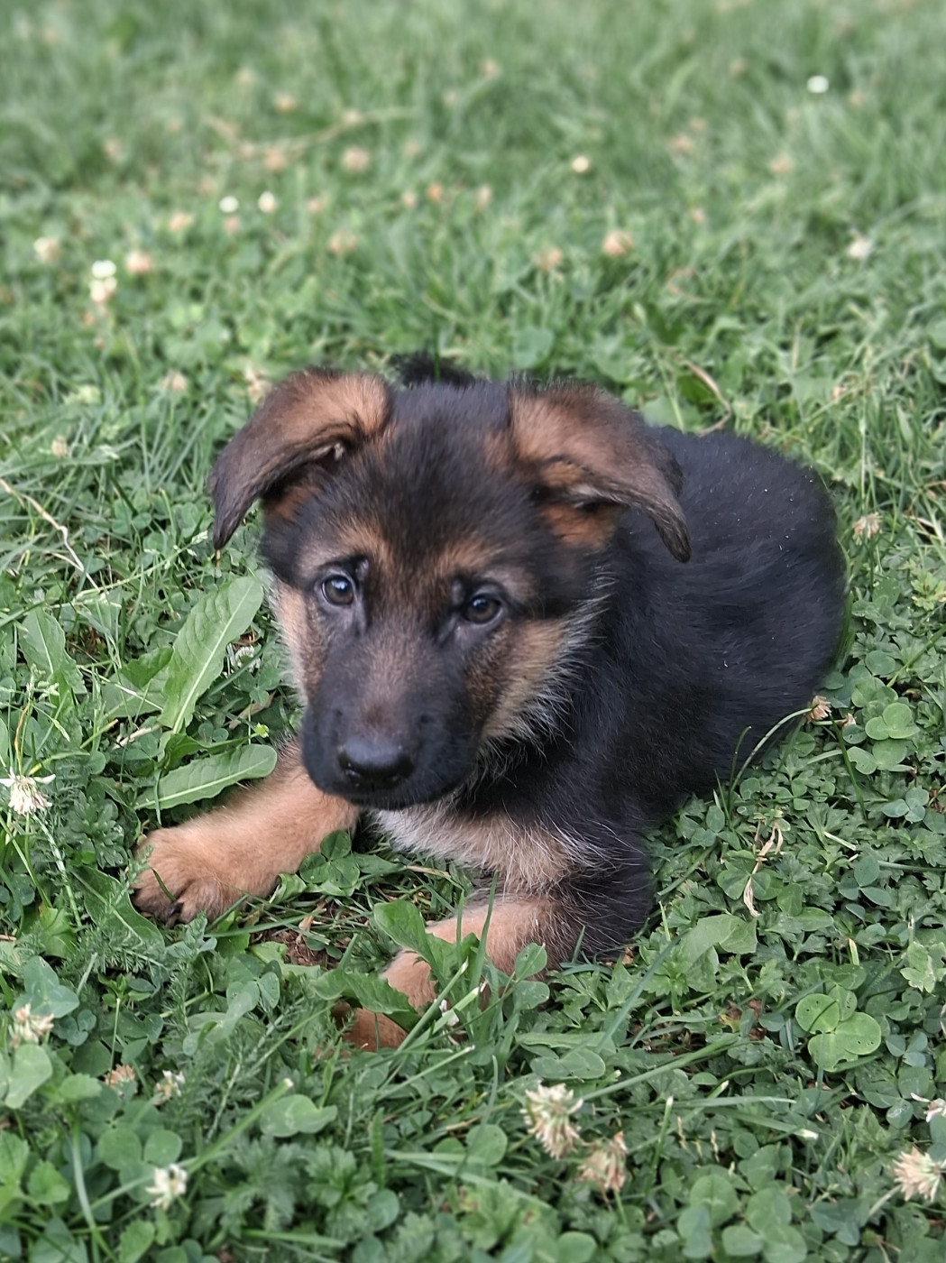 du bois des volcans - Chiots disponibles - Berger Allemand