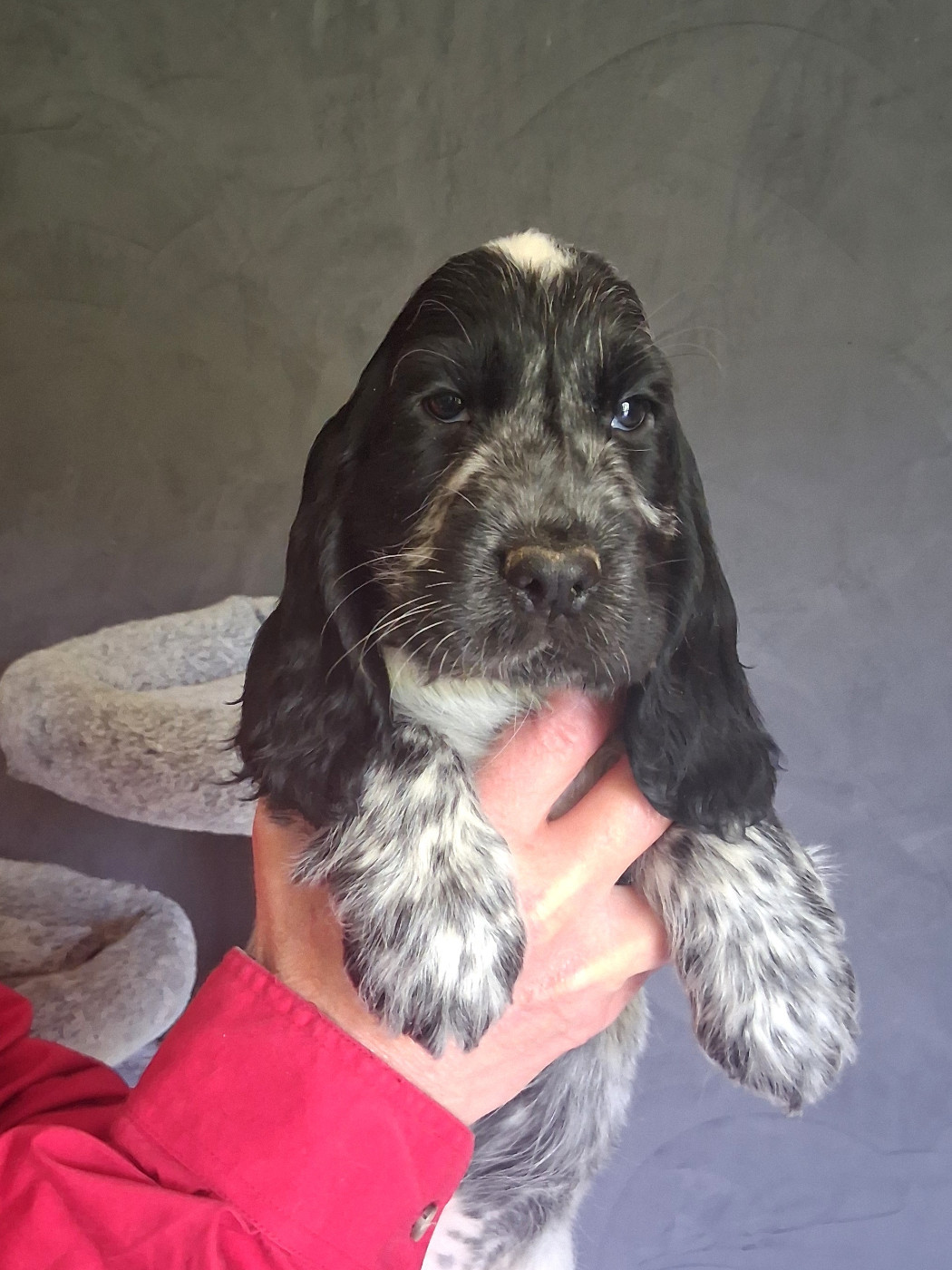 du bois des volcans - Chiots disponibles - Cocker Spaniel Anglais