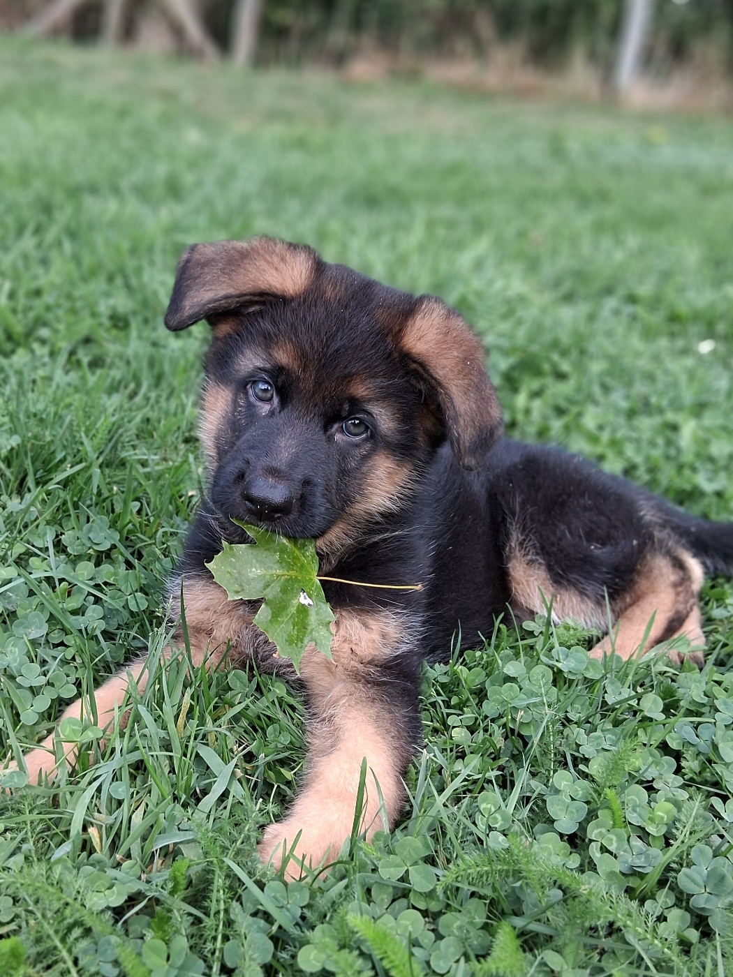 du bois des volcans - Chiots disponibles - Berger Allemand
