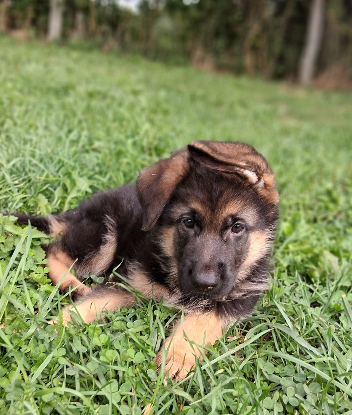 du bois des volcans - Chiots disponibles - Berger Allemand