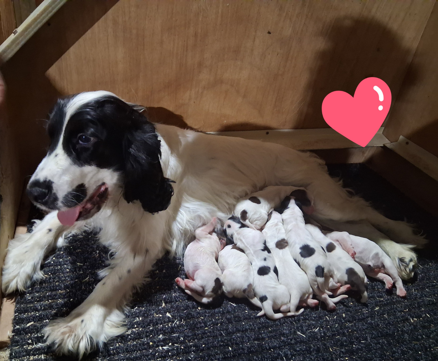 du bois des volcans - Chiots disponibles - Cocker Spaniel Anglais