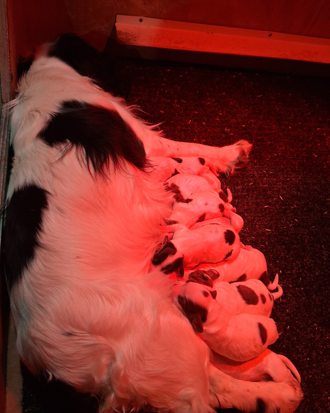 du bois des volcans - Chiots disponibles - Cocker Spaniel Anglais