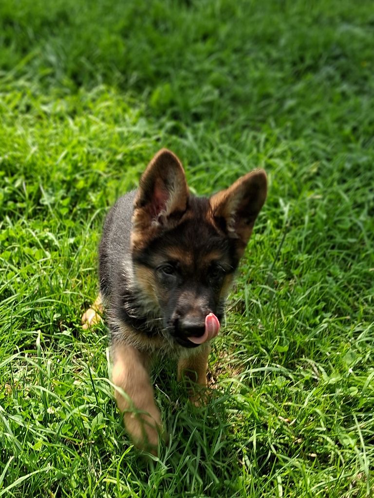 du bois des volcans - Chiots disponibles - Berger Allemand