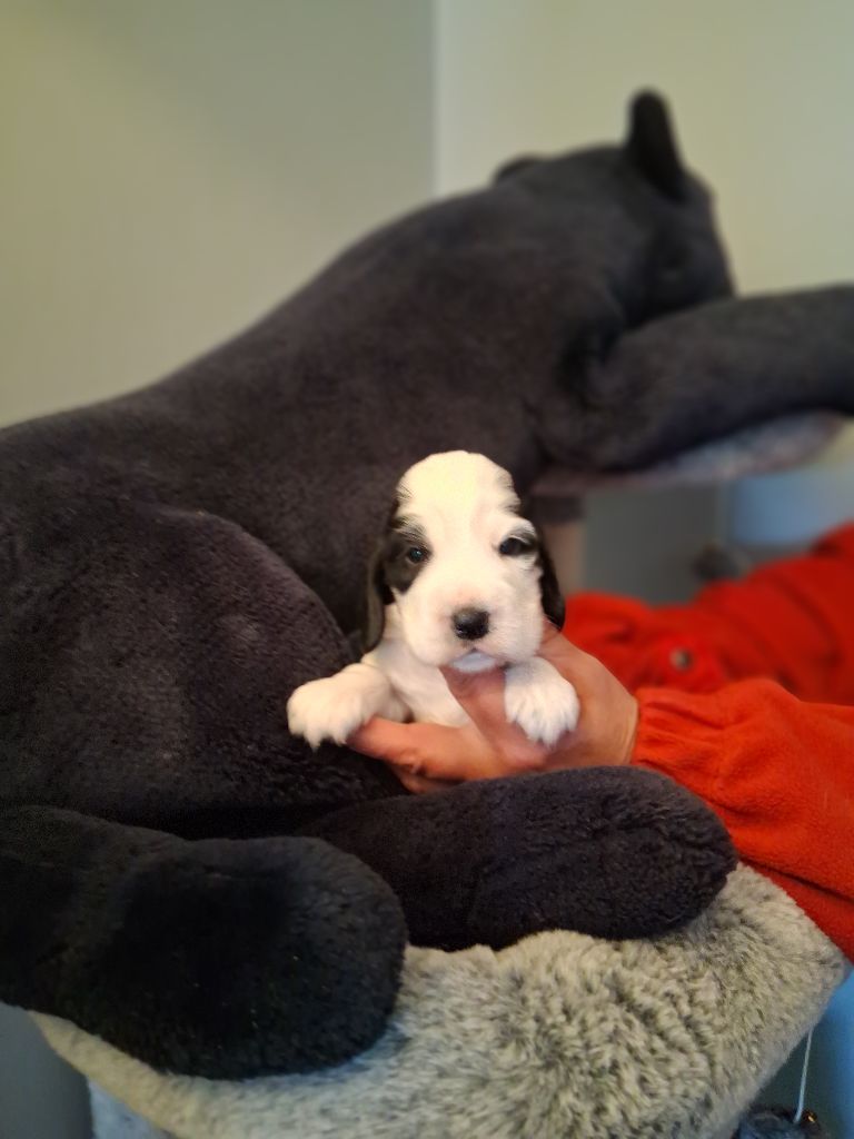 du bois des volcans - Chiots disponibles - Cocker Spaniel Anglais