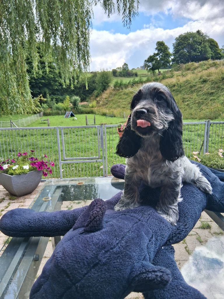 du bois des volcans - Chiots disponibles - Cocker Spaniel Anglais
