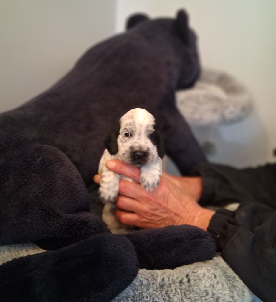 du bois des volcans - Chiots disponibles - Cocker Spaniel Anglais