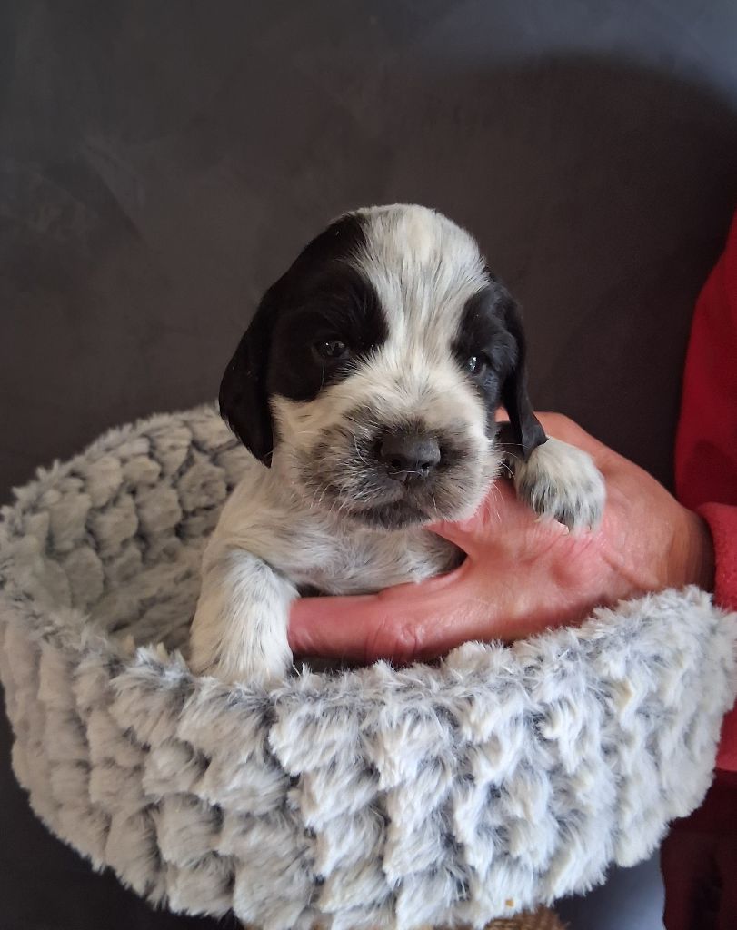 du bois des volcans - Cocker Spaniel Anglais - Portée née le 02/10/2025