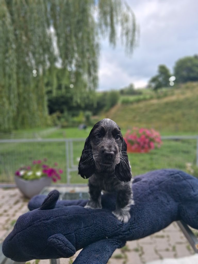 du bois des volcans - Chiots disponibles - Cocker Spaniel Anglais