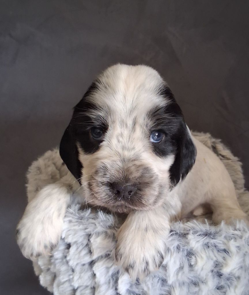 du bois des volcans - Chiots disponibles - Cocker Spaniel Anglais