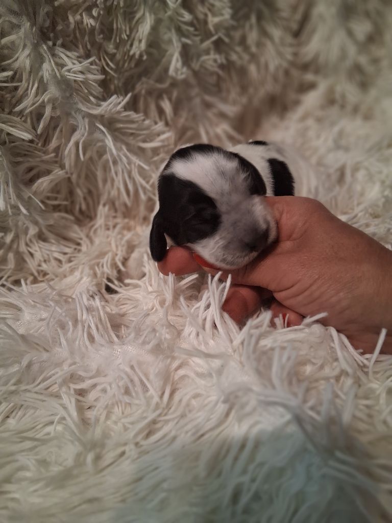 du bois des volcans - Chiots disponibles - Cocker Spaniel Anglais