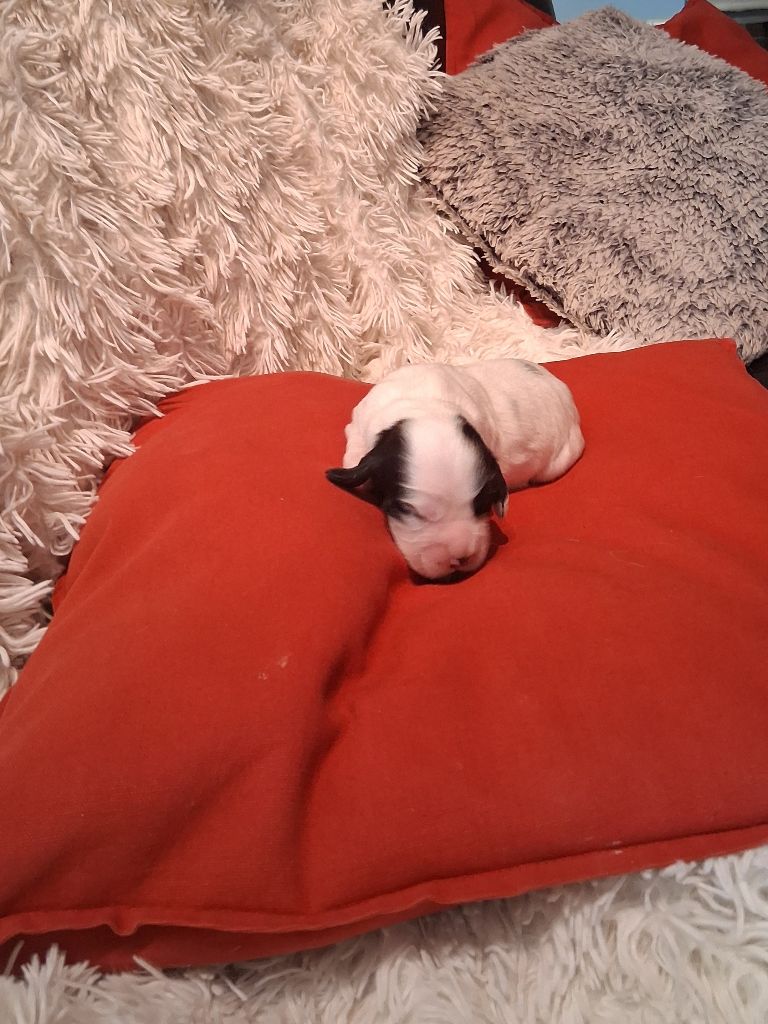 du bois des volcans - Chiots disponibles - Cocker Spaniel Anglais
