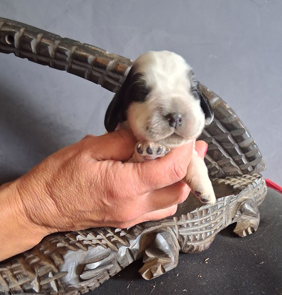 du bois des volcans - Chiots disponibles - Cocker Spaniel Anglais