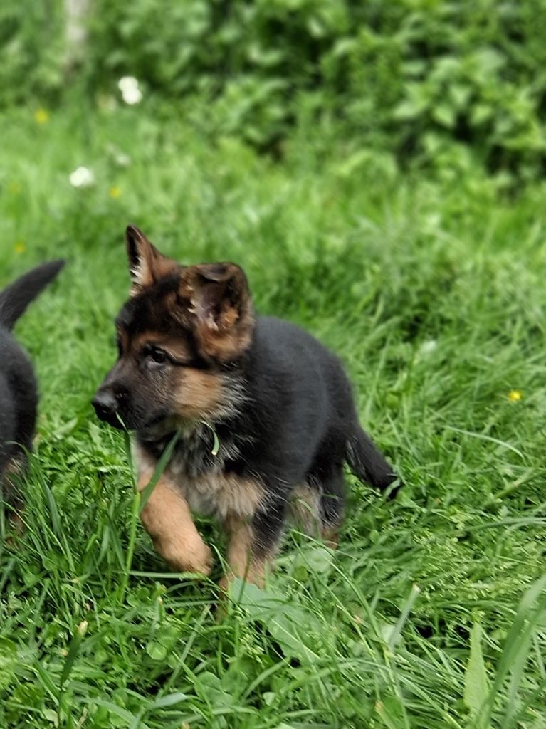 du bois des volcans - Chiots disponibles - Berger Allemand