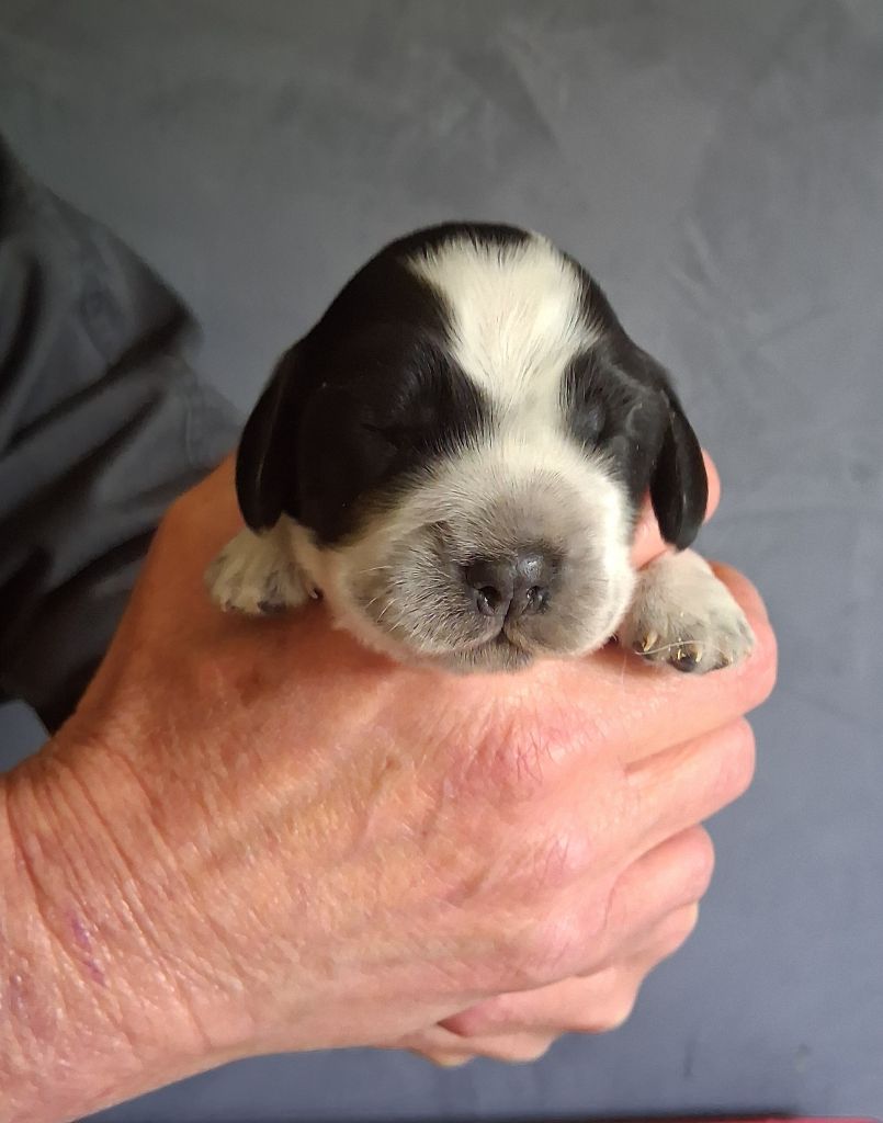 du bois des volcans - Chiots disponibles - Cocker Spaniel Anglais